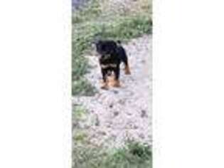 Rottweiler Puppy for sale in Fort Myers, FL, USA