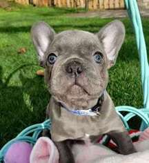 French Bulldog Puppy for sale in Sylva, NC, USA