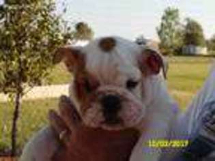 Bulldog Puppy for sale in Derby, KS, USA
