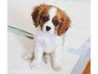 Cavalier King Charles Spaniel Puppy for sale in Rapid City, SD, USA