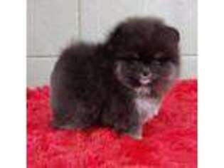 Pomeranian Puppy for sale in San Luis Obispo, CA, USA