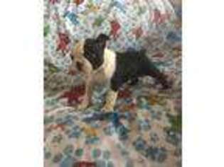Boston Terrier Puppy for sale in Sharpsburg, MD, USA