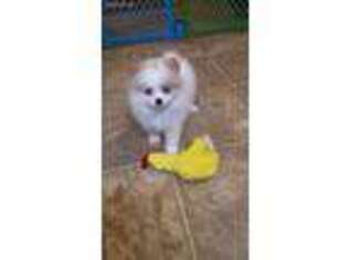 Pomeranian Puppy for sale in Waynesboro, GA, USA