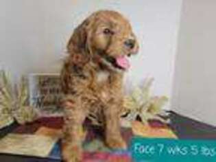 Goldendoodle Puppy for sale in Stuart, NE, USA