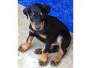 Doberman Pinscher Puppy for sale in Pearland, TX, USA