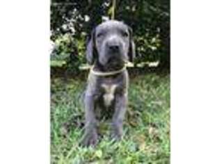 Great Dane Puppy for sale in Albertson, NC, USA