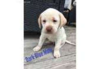 Labrador Retriever Puppy for sale in Brenham, TX, USA