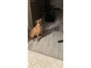 Bullmastiff Puppy for sale in Racine, WI, USA