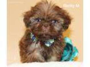 Mutt Puppy for sale in O Brien, FL, USA