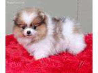 Pomeranian Puppy for sale in San Luis Obispo, CA, USA