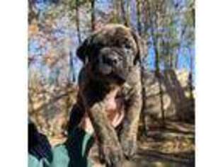 Cane Corso Puppy for sale in Thomasville, NC, USA