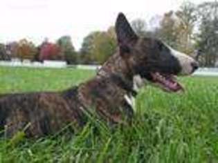 Bull Terrier Puppy for sale in West Des Moines, IA, USA