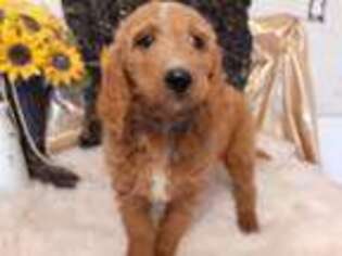 Goldendoodle Puppy for sale in Pryor, OK, USA