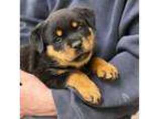 Rottweiler Puppy for sale in Spencerport, NY, USA