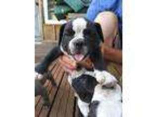 Olde English Bulldogge Puppy for sale in Beaverton, OR, USA