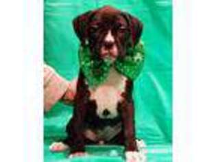 Boxer Puppy for sale in Marvin, SD, USA