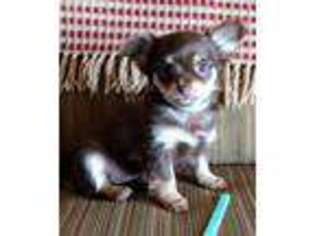 Chihuahua Puppy for sale in Lebanon, PA, USA