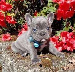 French Bulldog Puppy for sale in Cottontown, TN, USA