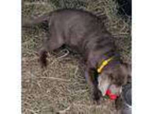 Labrador Retriever Puppy for sale in Spring Hill, KS, USA