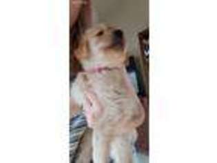 Golden Retriever Puppy for sale in New Braunfels, TX, USA