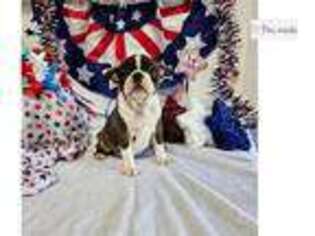 Boston Terrier Puppy for sale in Fort Smith, AR, USA