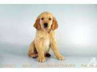 Golden Retriever Puppy for sale in HUNTINGTON BEACH, CA, USA