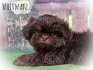 Mutt Puppy for sale in Arvonia, VA, USA