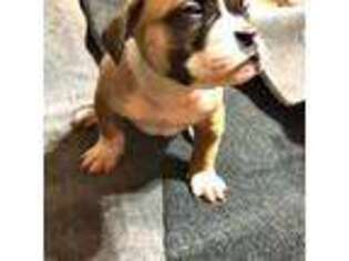 American Bulldog Puppy for sale in Merced, CA, USA