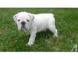 Bulldog Puppy for sale in HAZELWOOD, MO, USA