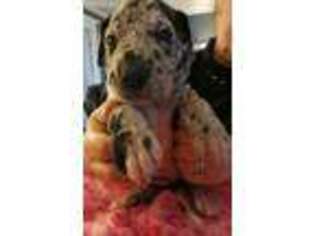 Great Dane Puppy for sale in Hartsville, SC, USA