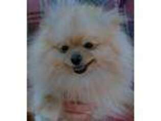 Pomeranian Puppy for sale in Berkeley Springs, WV, USA