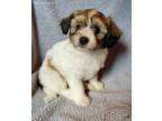 Mutt Puppy for sale in Fairview Heights, IL, USA