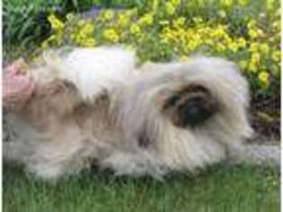 Pekingese Puppy for sale in Eugene, OR, USA