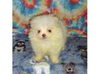 Pomeranian Puppy for sale in Brooksville, KY, USA