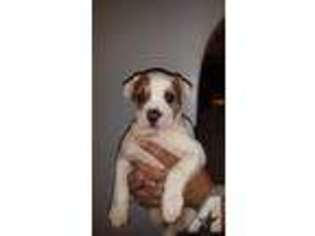 American Bulldog Puppy for sale in NORTHBRIDGE, MA, USA