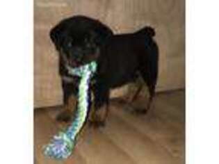 Rottweiler Puppy for sale in Des Moines, IA, USA