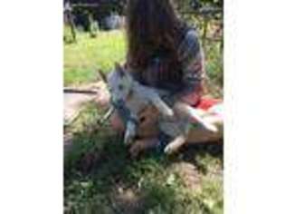 Siberian Husky Puppy for sale in Greenup, IL, USA