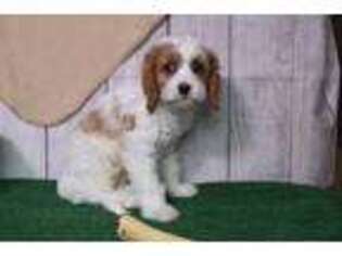 Cavachon Puppy for sale in Millmont, PA, USA