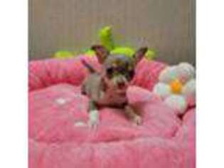 Chihuahua Puppy for sale in Cave City, AR, USA