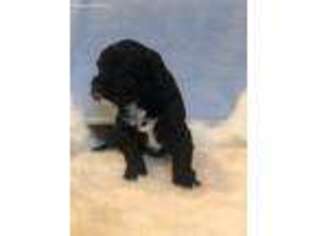 Portuguese Water Dog Puppy for sale in Liberty Lake, WA, USA