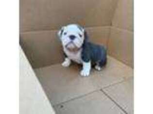 Bulldog Puppy for sale in Alameda, CA, USA
