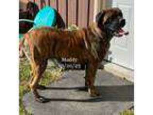 Mastiff Puppy for sale in Martinton, IL, USA