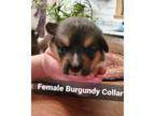 Pembroke Welsh Corgi Puppy for sale in Piqua, OH, USA