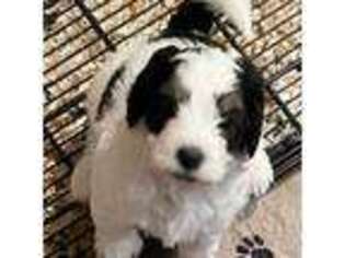 Mutt Puppy for sale in Mount Pleasant, TX, USA