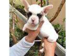 French Bulldog Puppy for sale in White Plains, NY, USA