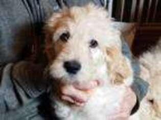 Goldendoodle Puppy for sale in Hackensack, NJ, USA