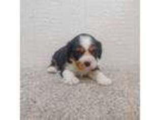 Cavalier King Charles Spaniel Puppy for sale in Binger, OK, USA