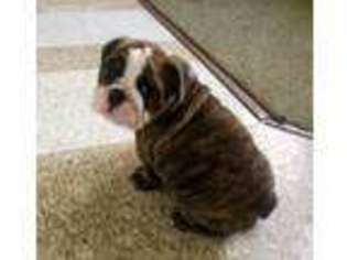 Bulldog Puppy for sale in Spencer, NY, USA