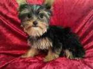 Yorkshire Terrier Puppy for sale in Gaffney, SC, USA