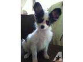 Papillon Puppy for sale in POTEET, TX, USA
